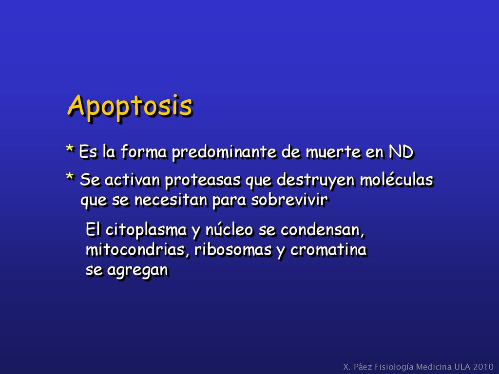 Apoptosis * Es la forma predominante de muerte en ND