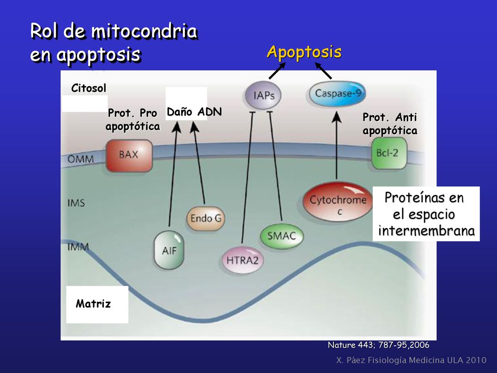 Rol de mitocondria en apoptosis Apoptosis Proteínas en el espacio