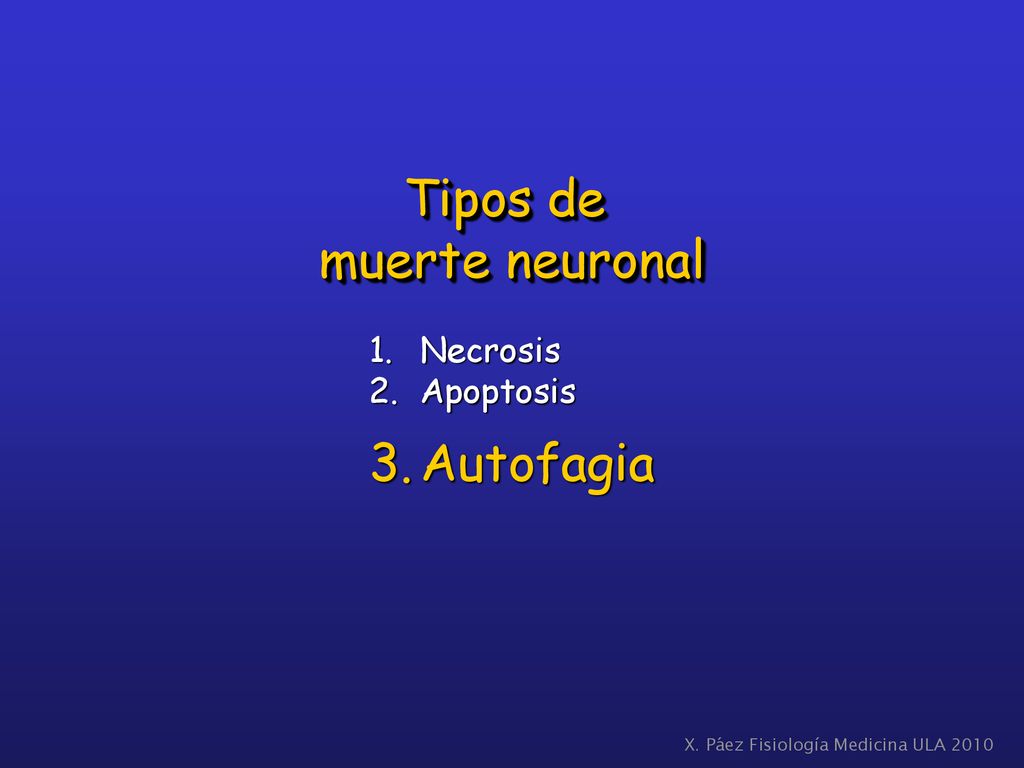 Tipos de muerte neuronal Autofagia Necrosis Apoptosis