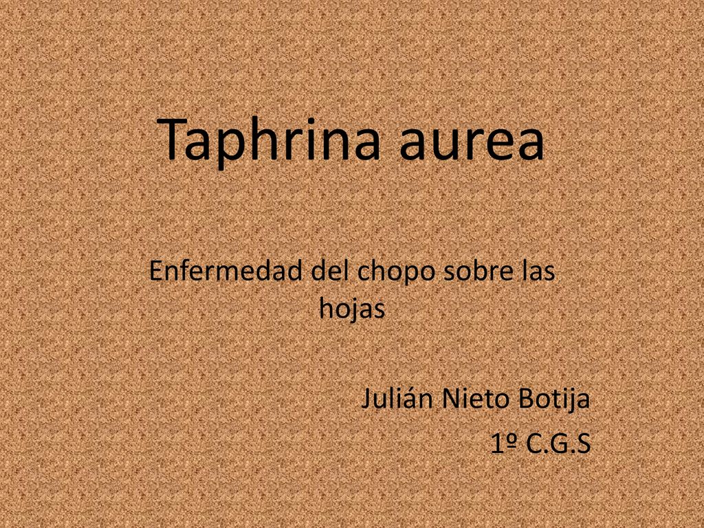Enfermedad del chopo sobre las hojas Julián Nieto Botija 1º C.G.S