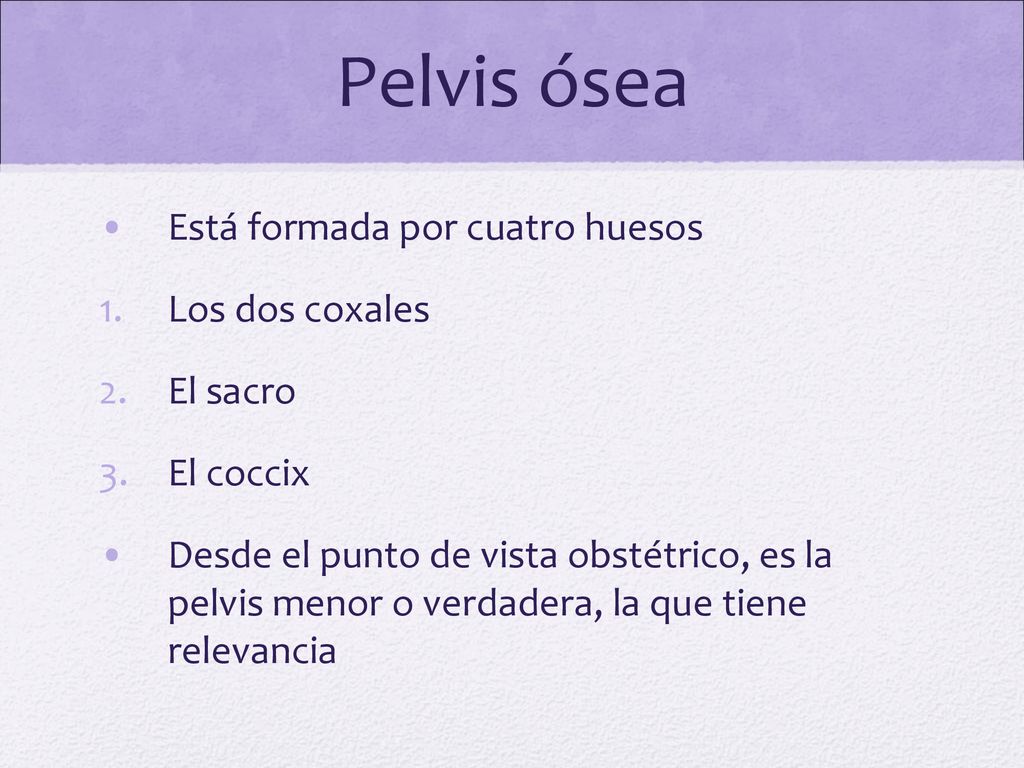 Pelvis ósea Está formada por cuatro huesos Los dos coxales El sacro