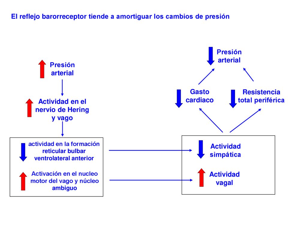 El reflejo barorreceptor tiende a amortiguar los cambios de presión