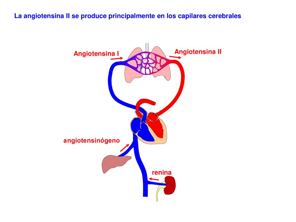 La angiotensina II se produce principalmente en los capilares cerebrales