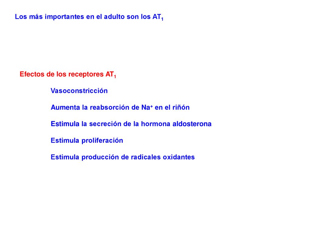 Los más importantes en el adulto son los AT1