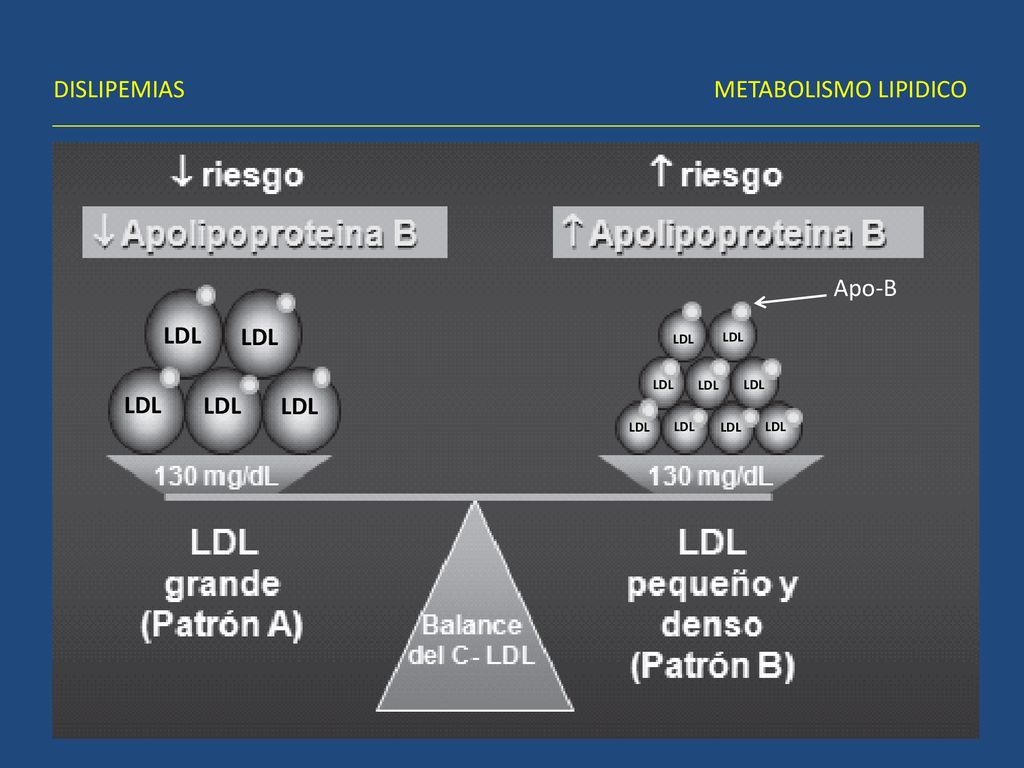 DISLIPEMIAS METABOLISMO LIPIDICO Apo-B LDL LDL LDL LDL LDL LDL LDL LDL