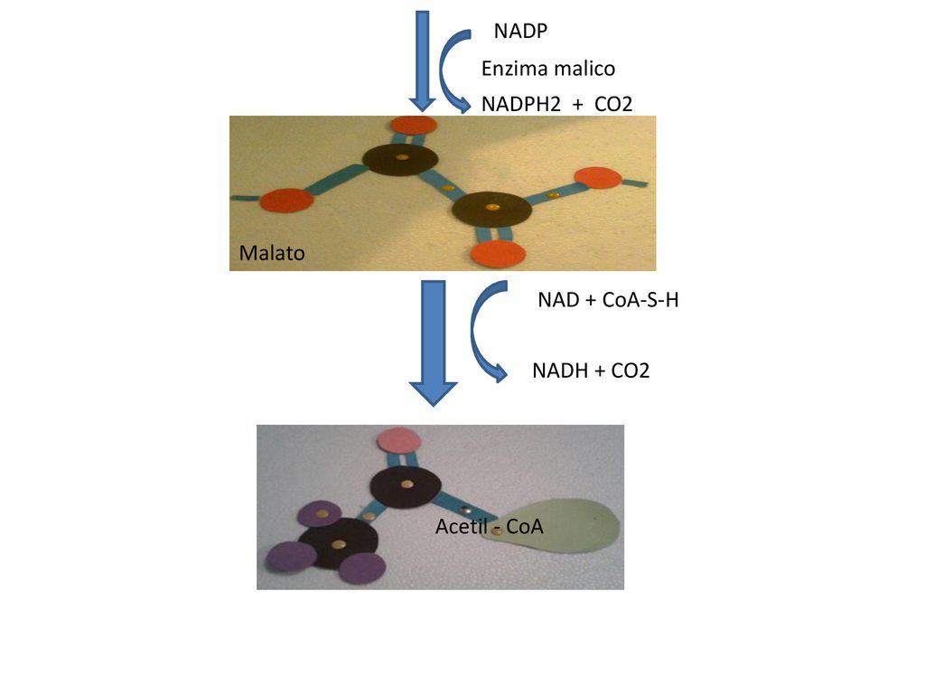 NADP NADPH2 + CO2 Enzima malico Malato NAD + CoA-S-H NADH + CO2 Acetil - CoA