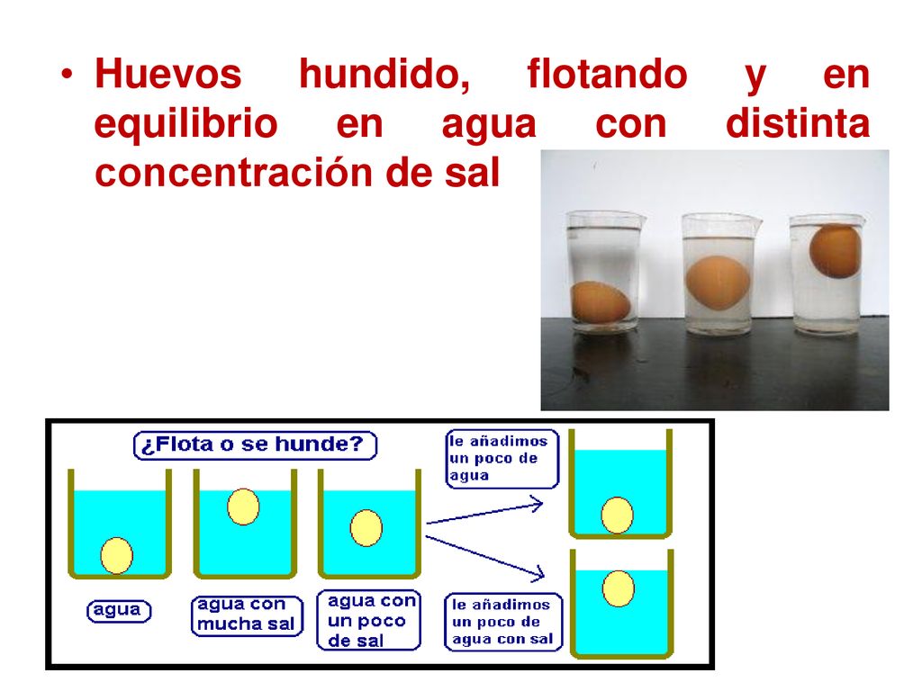 Huevos hundido, flotando y en equilibrio en agua con distinta concentración de sal