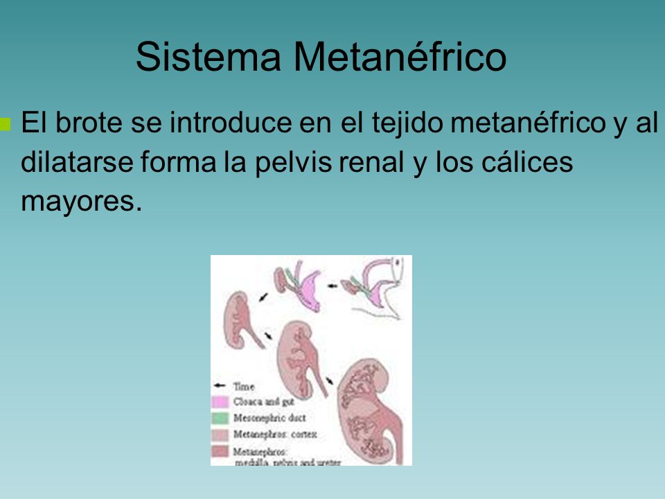 Sistema Metanéfrico El brote se introduce en el tejido metanéfrico y al dilatarse forma la pelvis renal y los cálices mayores.