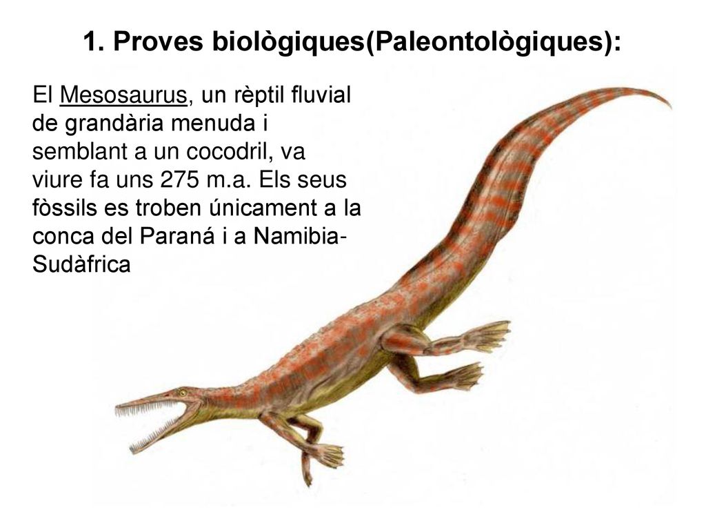 1. Proves biològiques(Paleontològiques):