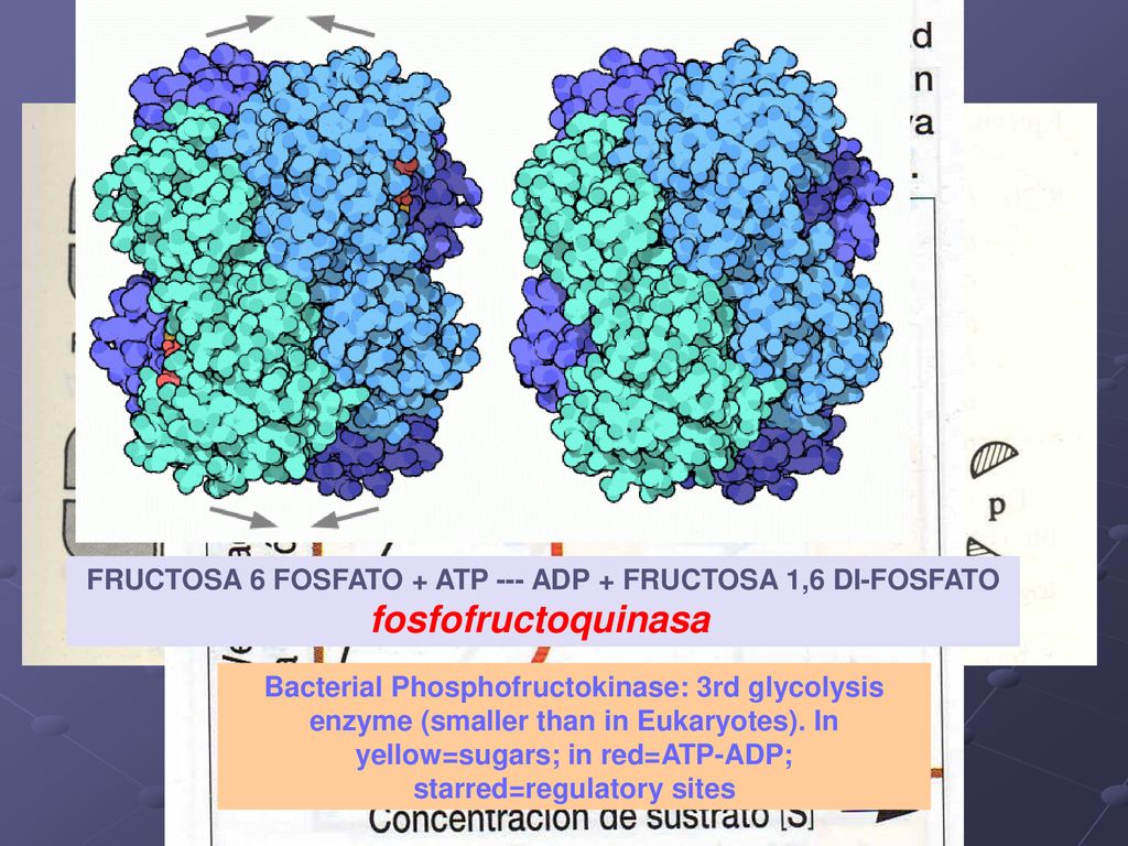 FRUCTOSA 6 FOSFATO + ATP --- ADP + FRUCTOSA 1,6 DI-FOSFATO