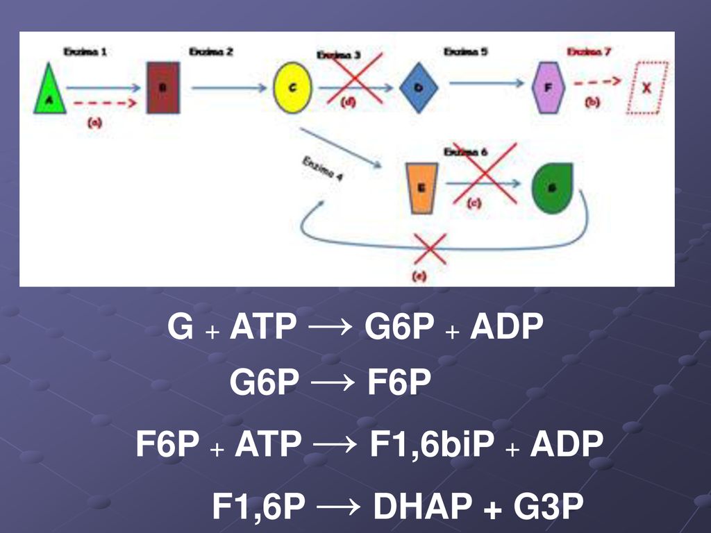 G + ATP → G6P + ADP G6P → F6P F6P + ATP → F1,6biP + ADP F1,6P → DHAP + G3P
