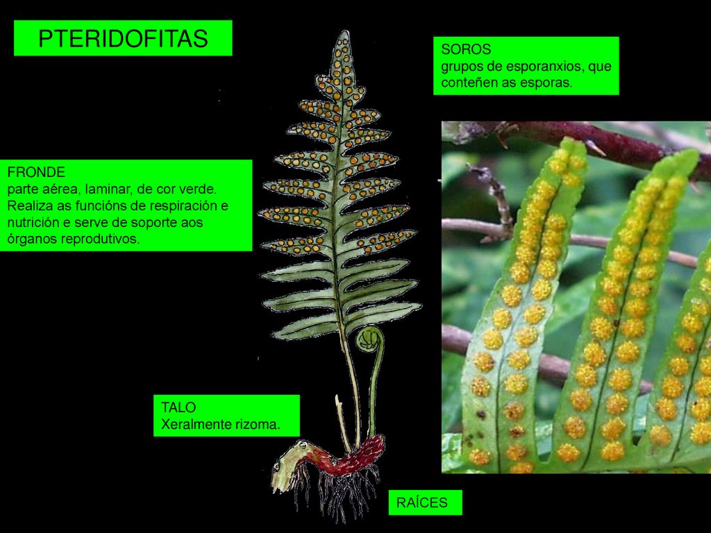 PTERIDOFITAS SOROS grupos de esporanxios, que conteñen as esporas.