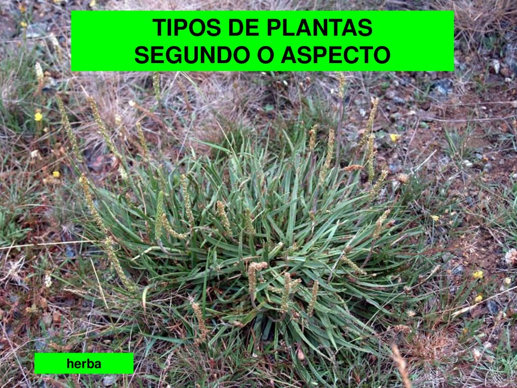 TIPOS DE PLANTAS SEGUNDO O ASPECTO