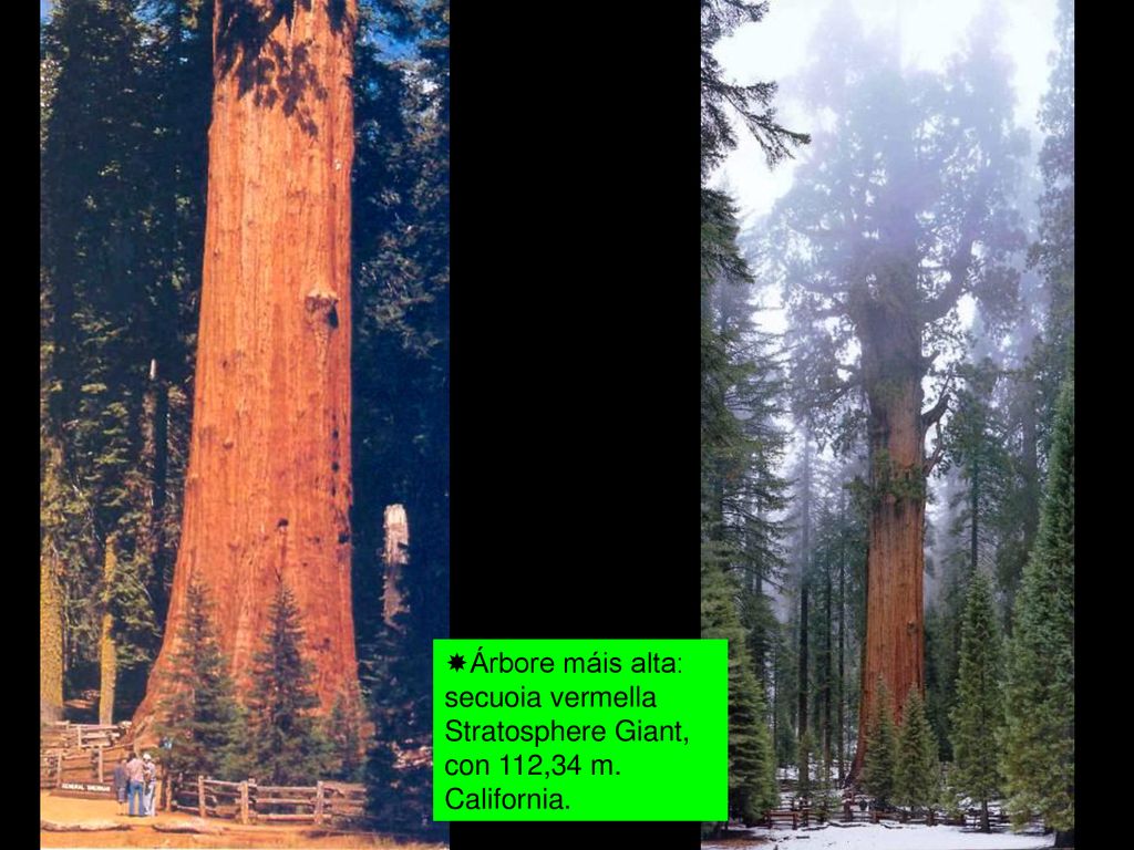Árbore máis alta: secuoia vermella Stratosphere Giant, con 112,34 m