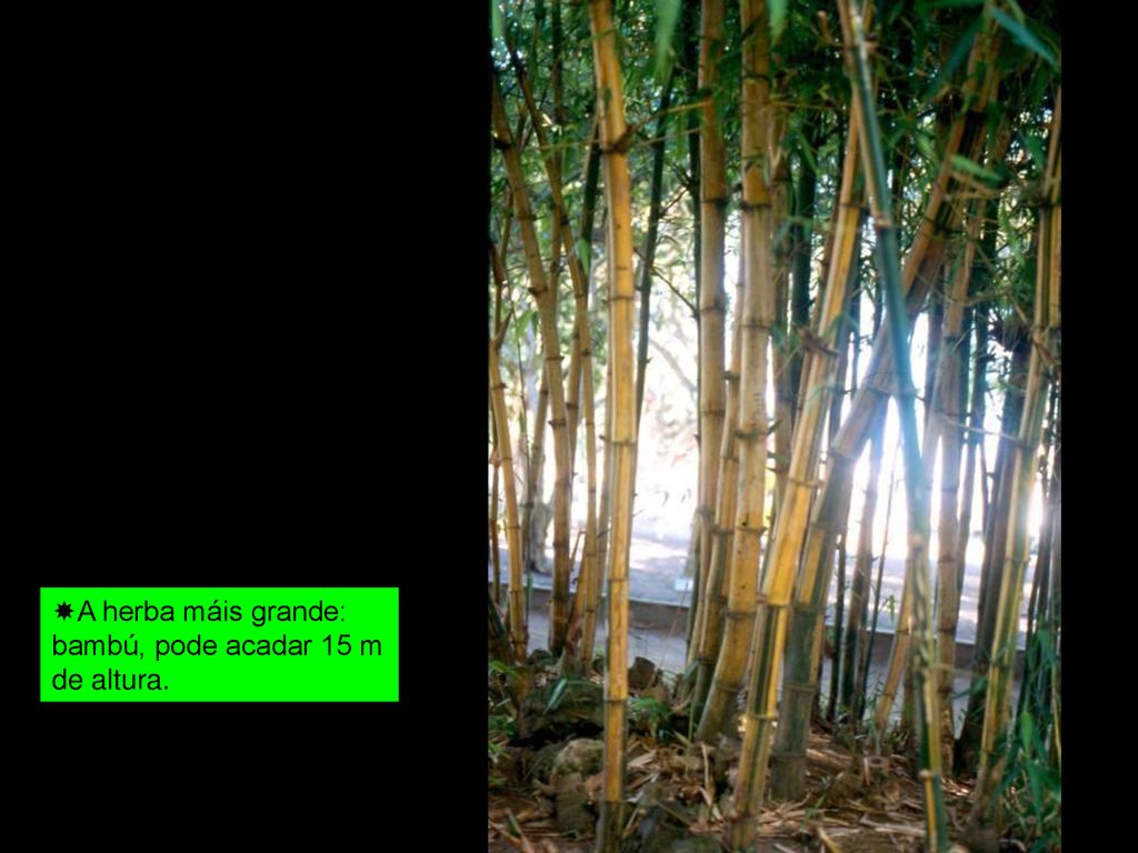 A herba máis grande: bambú, pode acadar 15 m de altura.