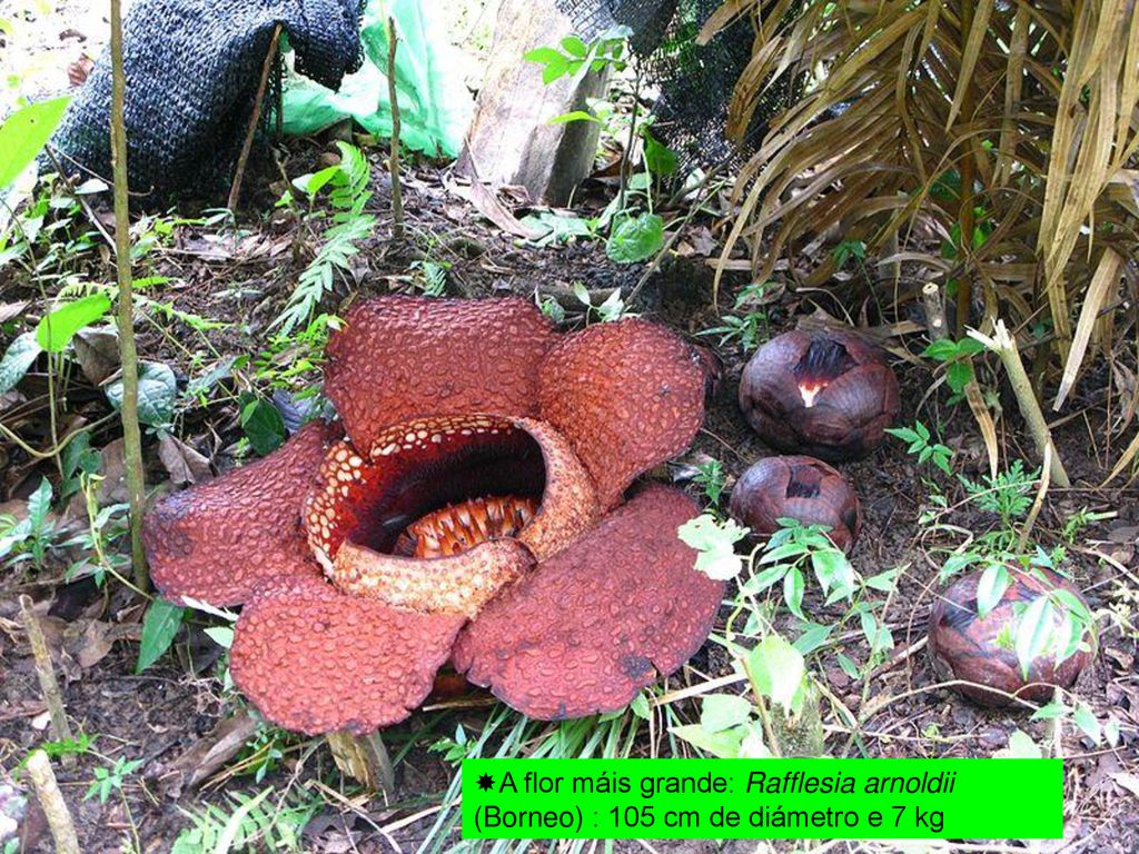 A flor máis grande: Rafflesia arnoldii (Borneo) : 105 cm de diámetro e 7 kg