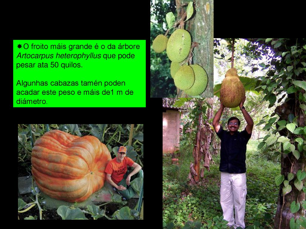 O froito máis grande é o da árbore Artocarpus heterophyllus que pode pesar ata 50 quilos.