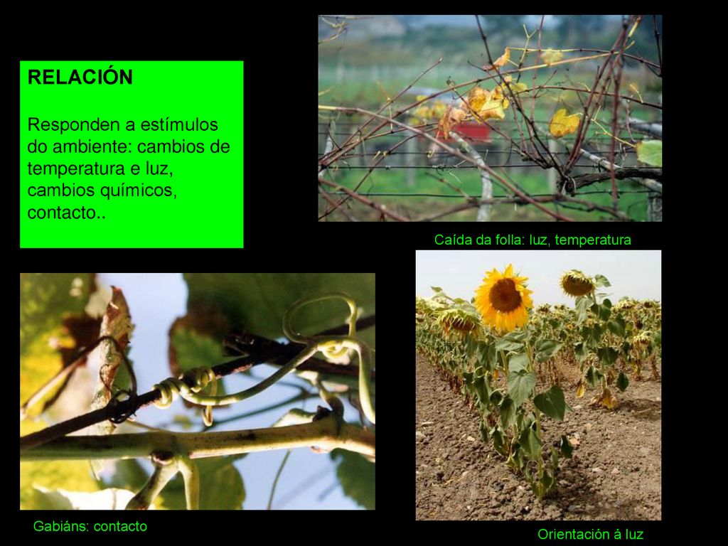 RELACIÓN Responden a estímulos do ambiente: cambios de temperatura e luz, cambios químicos, contacto..