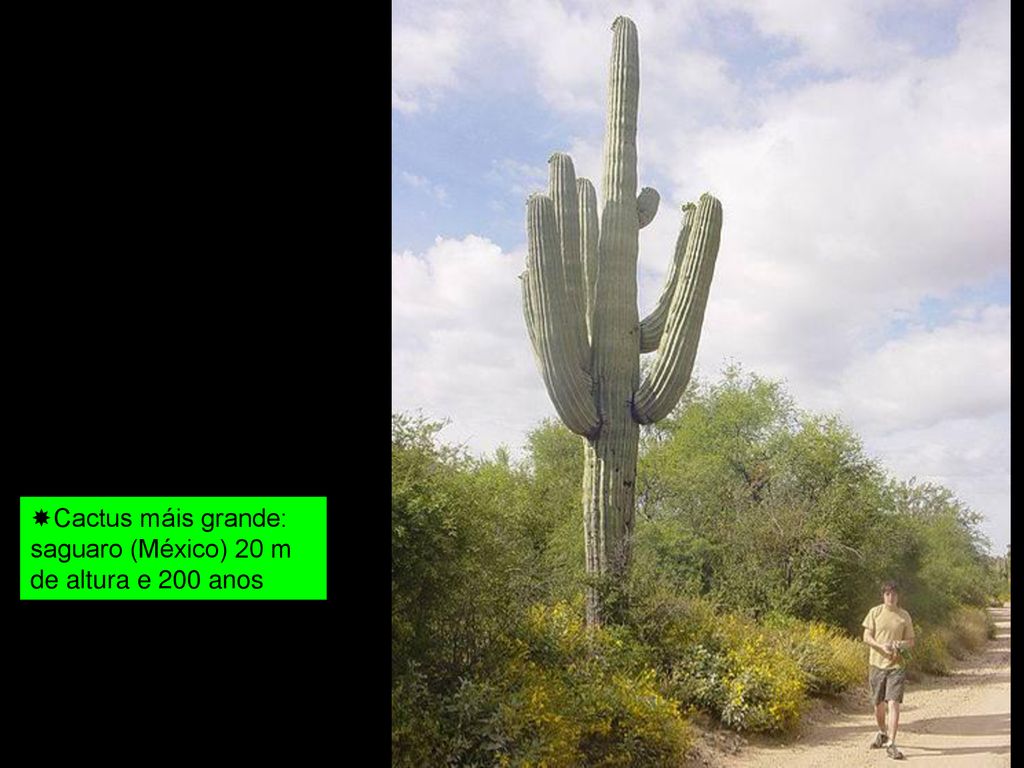 Cactus máis grande: saguaro (México) 20 m de altura e 200 anos