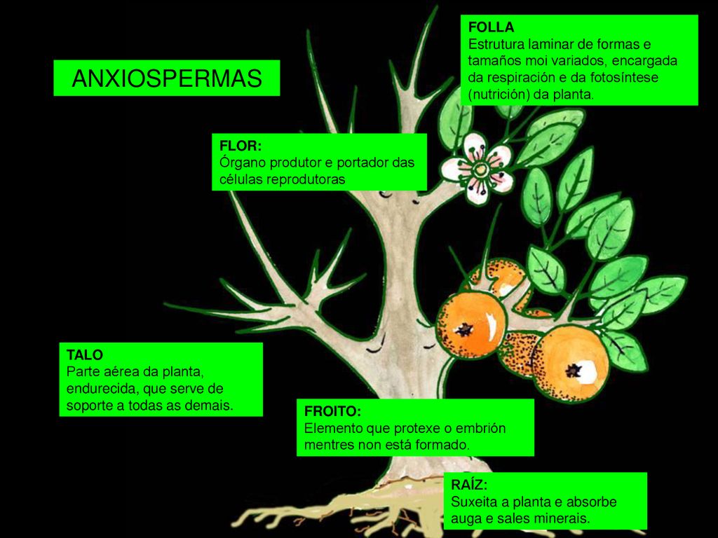 FOLLA Estrutura laminar de formas e tamaños moi variados, encargada da respiración e da fotosíntese (nutrición) da planta.