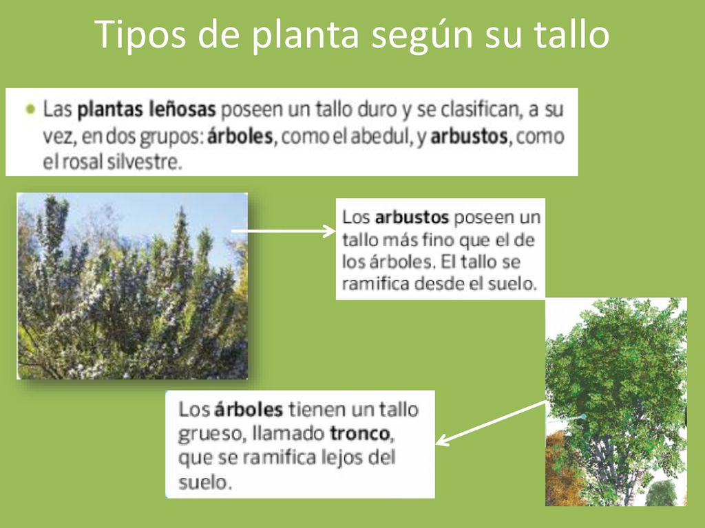 Tipos de planta según su tallo