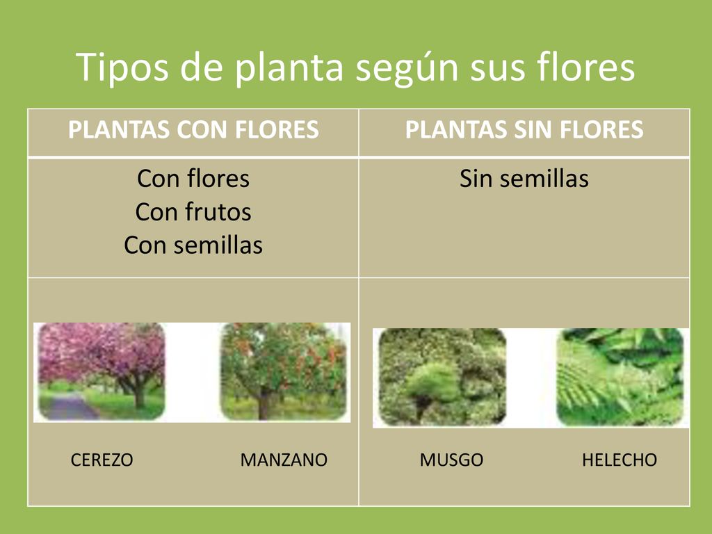 Tipos de planta según sus flores