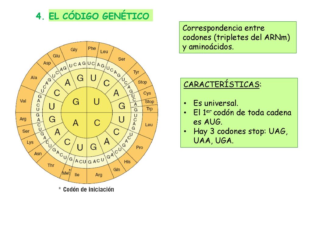 4. EL CÓDIGO GENÉTICO Correspondencia entre codones (tripletes del ARNm) y aminoácidos. CARACTERÍSTICAS: