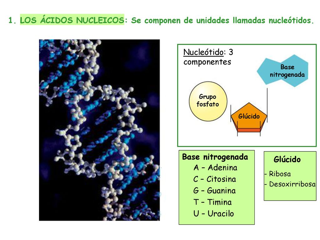 1. LOS ÁCIDOS NUCLEICOS: Se componen de unidades llamadas nucleótidos.