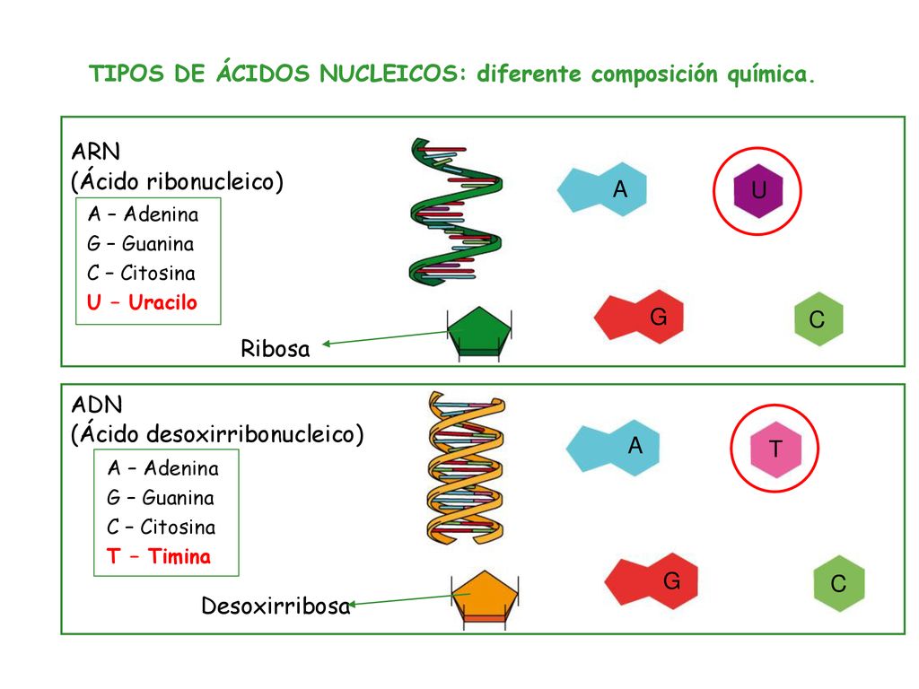 TIPOS DE ÁCIDOS NUCLEICOS: diferente composición química.