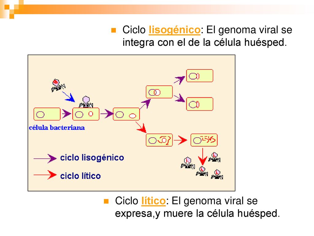 Ciclo lisogénico: El genoma viral se integra con el de la célula huésped.