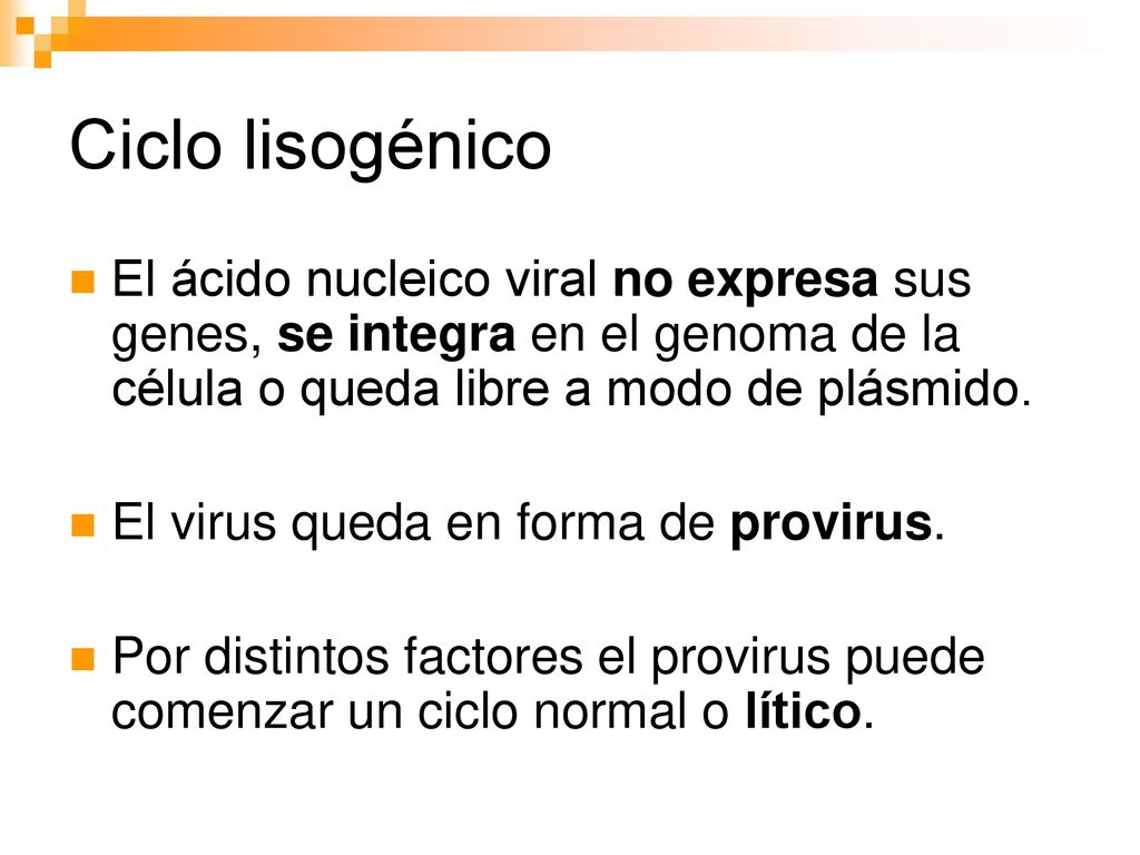 Ciclo lisogénico El ácido nucleico viral no expresa sus genes, se integra en el genoma de la célula o queda libre a modo de plásmido.