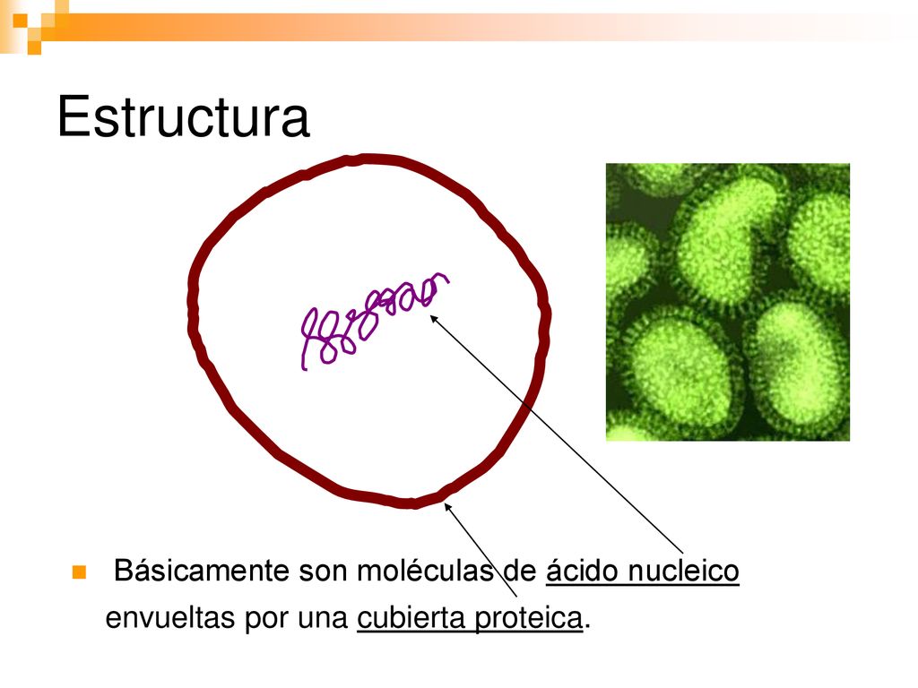 Estructura Básicamente son moléculas de ácido nucleico envueltas por una cubierta proteica.