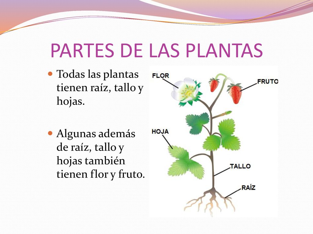 PARTES DE LAS PLANTAS Todas las plantas tienen raíz, tallo y hojas.