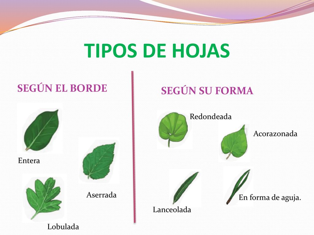 TIPOS DE HOJAS SEGÚN EL BORDE SEGÚN SU FORMA Redondeada Acorazonada