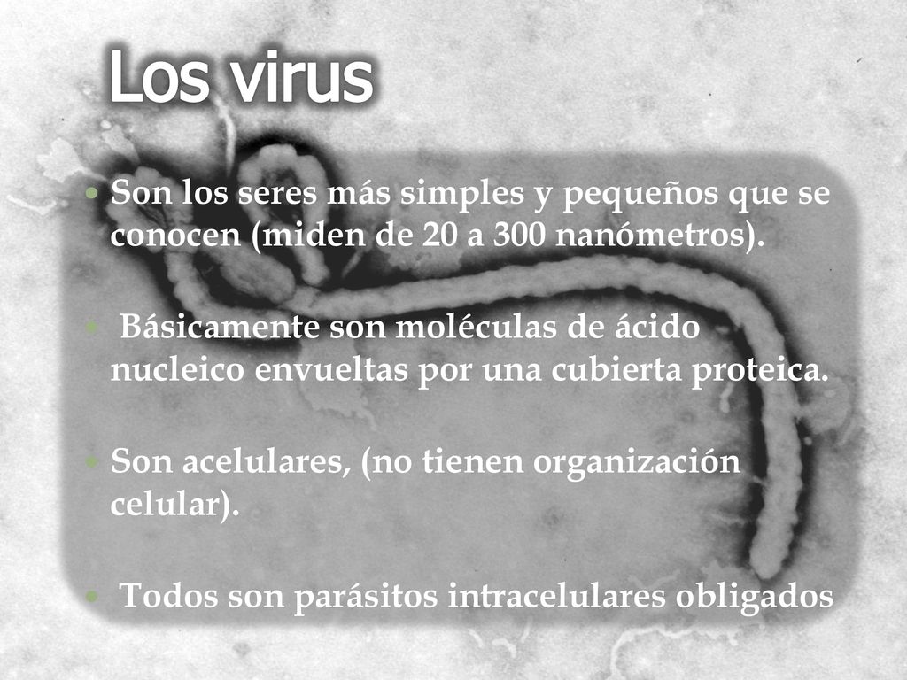 Los virus Son los seres más simples y pequeños que se conocen (miden de 20 a 300 nanómetros).