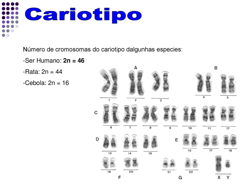 Cariotipo Número de cromosomas do cariotipo dalgunhas especies: