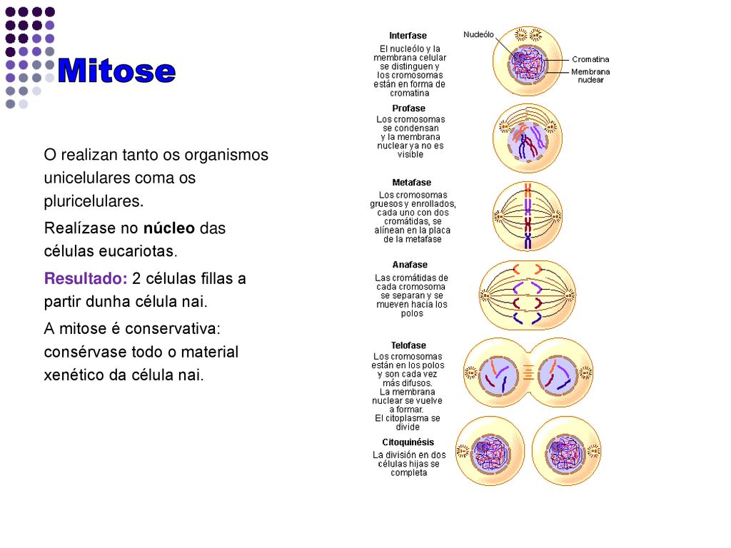 Mitose O realizan tanto os organismos unicelulares coma os pluricelulares. Realízase no núcleo das células eucariotas.