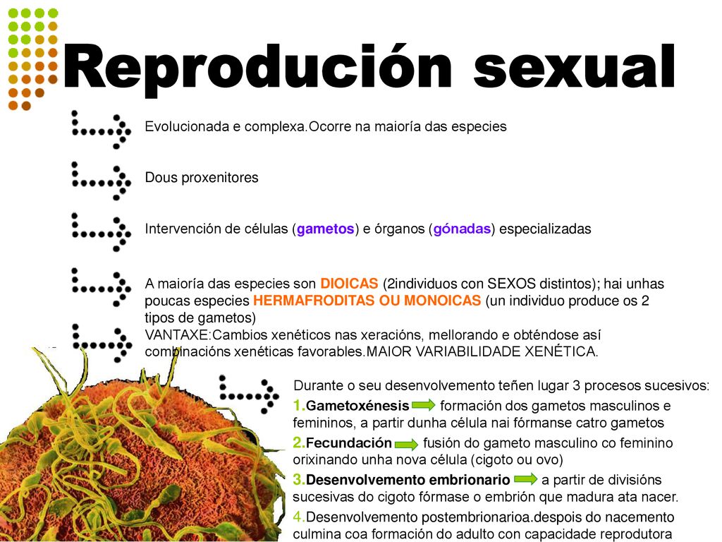 Reprodución sexual Evolucionada e complexa.Ocorre na maioría das especies. Dous proxenitores.