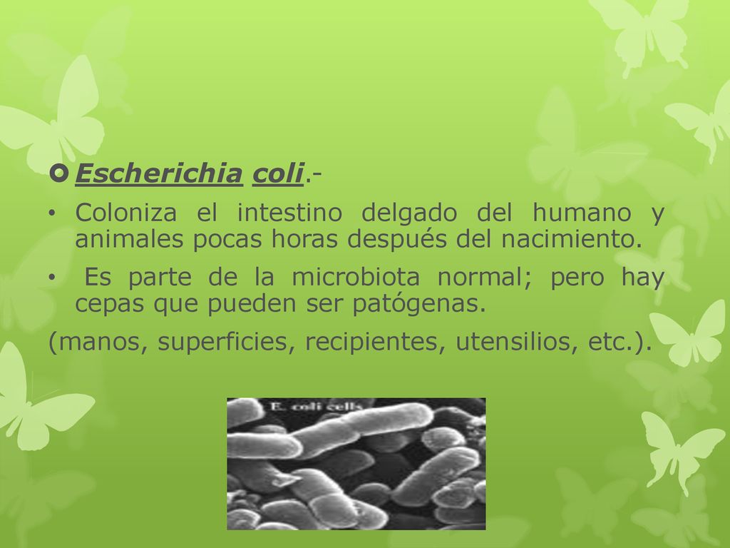 Escherichia coli.- Coloniza el intestino delgado del humano y animales pocas horas después del nacimiento.