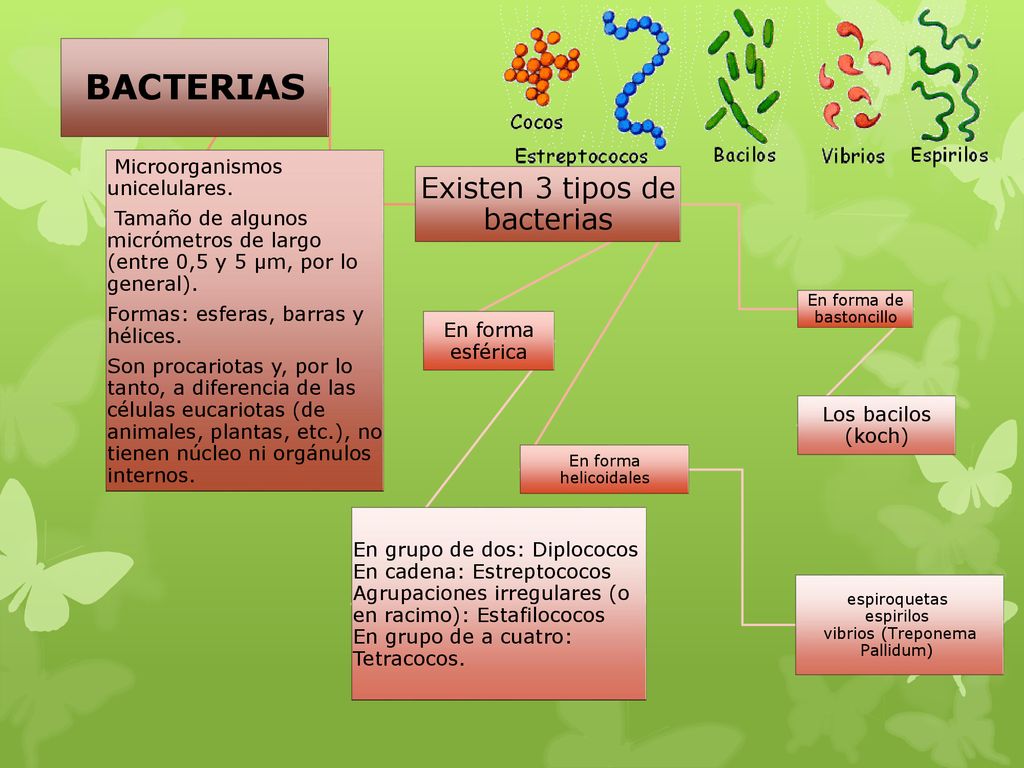 BACTERIAS Existen 3 tipos de bacterias Microorganismos unicelulares.
