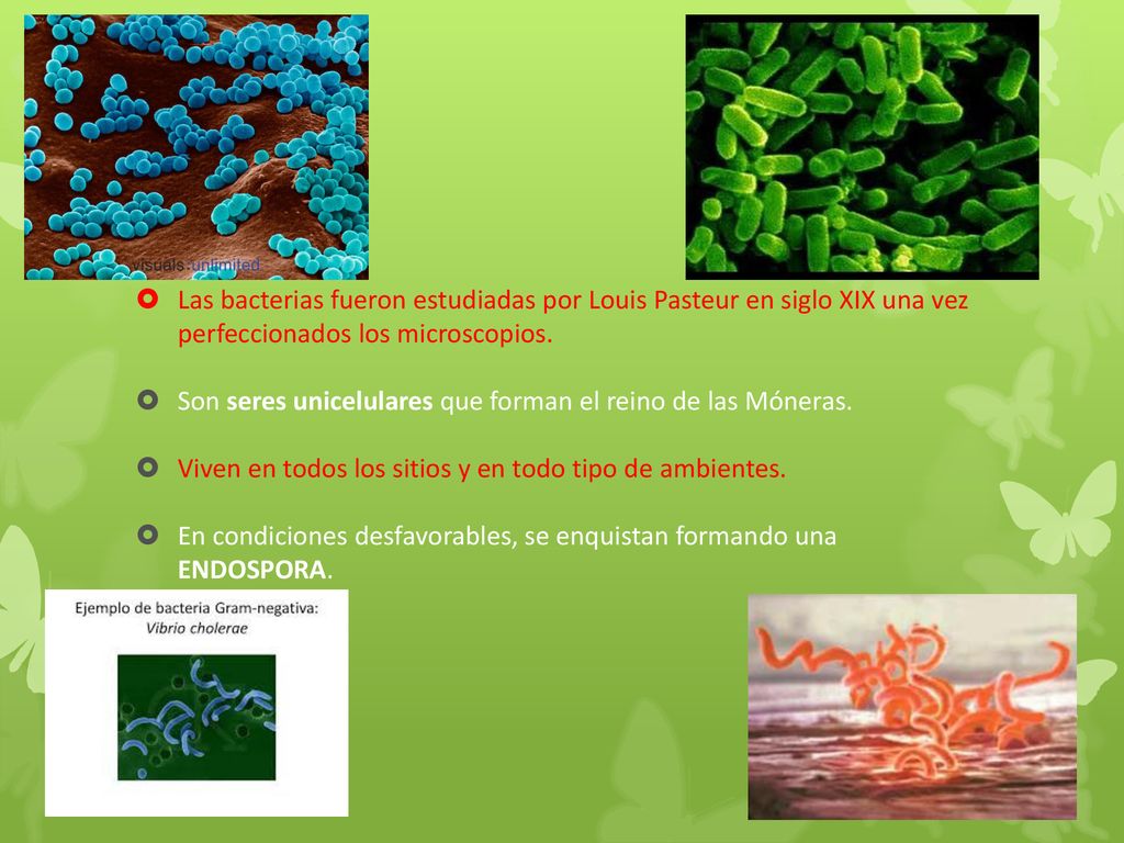 Las bacterias fueron estudiadas por Louis Pasteur en siglo XIX una vez perfeccionados los microscopios.