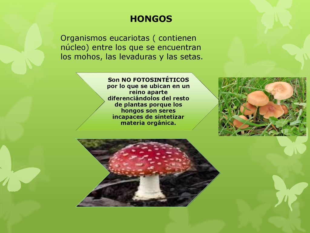 HONGOS Organismos eucariotas ( contienen núcleo) entre los que se encuentran los mohos, las levaduras y las setas.