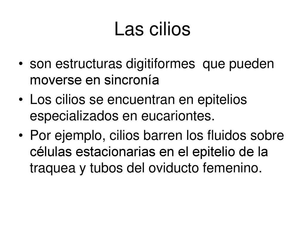 Las cilios son estructuras digitiformes que pueden moverse en sincronía. Los cilios se encuentran en epitelios especializados en eucariontes.