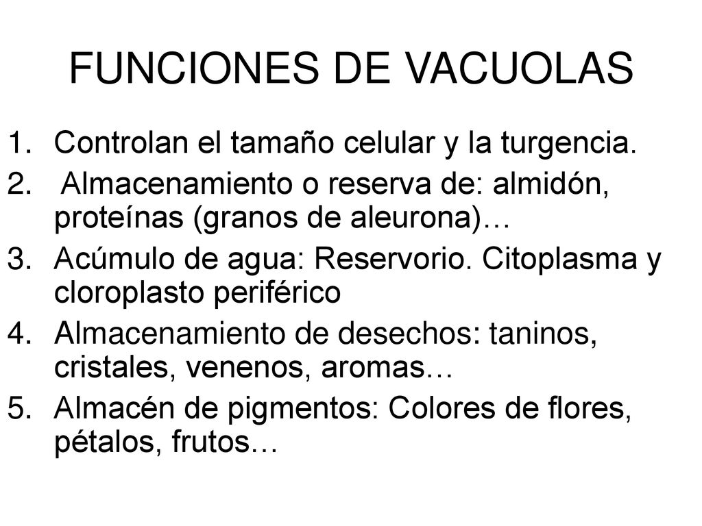 FUNCIONES DE VACUOLAS Controlan el tamaño celular y la turgencia.