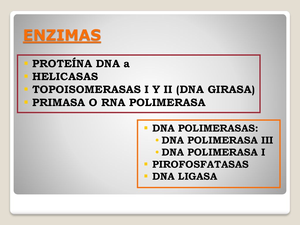 ENZIMAS PROTEÍNA DNA a HELICASAS TOPOISOMERASAS I Y II (DNA GIRASA)