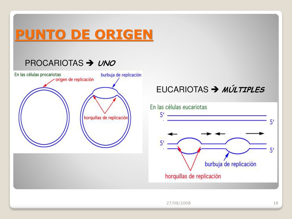 PUNTO DE ORIGEN PROCARIOTAS  UNO EUCARIOTAS  MÚLTIPLES 27/08/2008