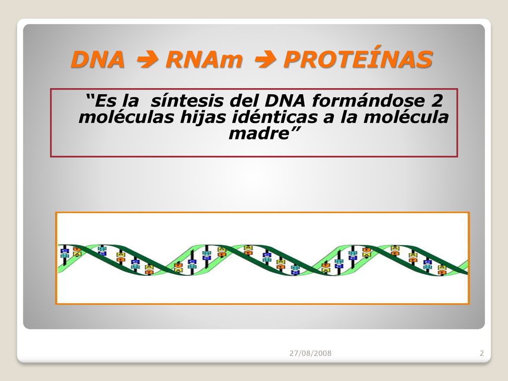 DNA  RNAm  PROTEÍNAS Es la síntesis del DNA formándose 2 moléculas hijas idénticas a la molécula madre