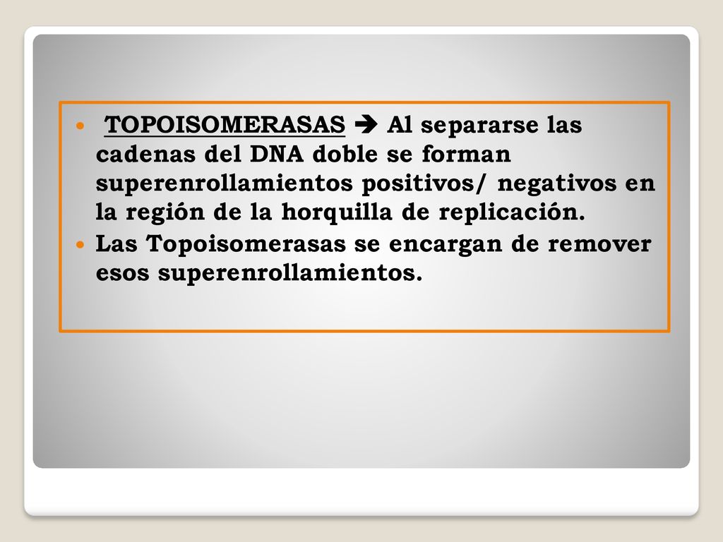 TOPOISOMERASAS  Al separarse las cadenas del DNA doble se forman superenrollamientos positivos/ negativos en la región de la horquilla de replicación.