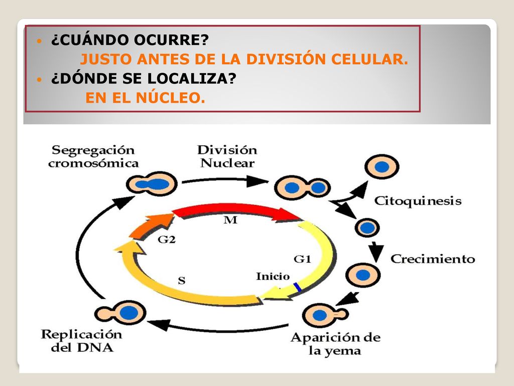 JUSTO ANTES DE LA DIVISIÓN CELULAR. ¿DÓNDE SE LOCALIZA EN EL NÚCLEO.