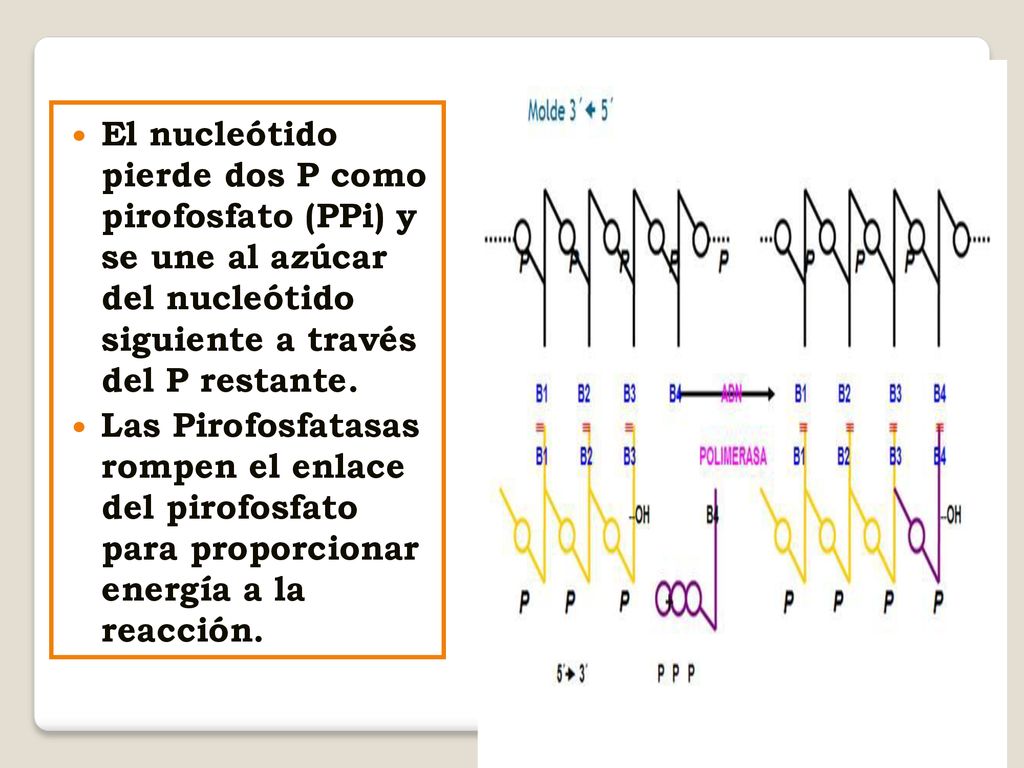 El nucleótido pierde dos P como pirofosfato (PPi) y se une al azúcar del nucleótido siguiente a través del P restante.